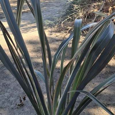 New Zealand Flax 8