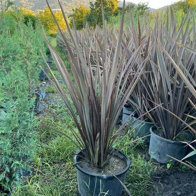 New Zealand Flax 9