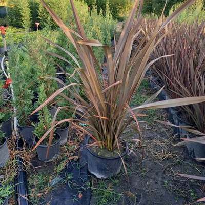 New Zealand Flax 10