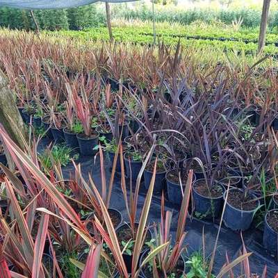 New Zealand Flax 11