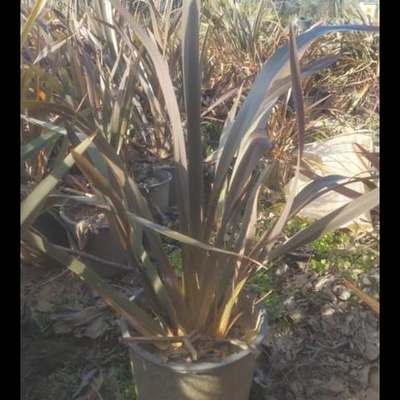 New Zealand Flax 12