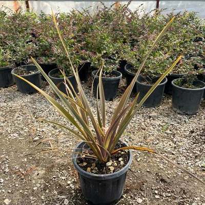 New Zealand Flax 13