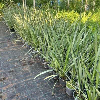 New Zealand Flax 14