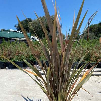 New Zealand Flax 15