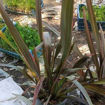 New Zealand Flax 16