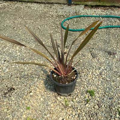New Zealand Flax 17