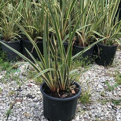 New Zealand Flax 18