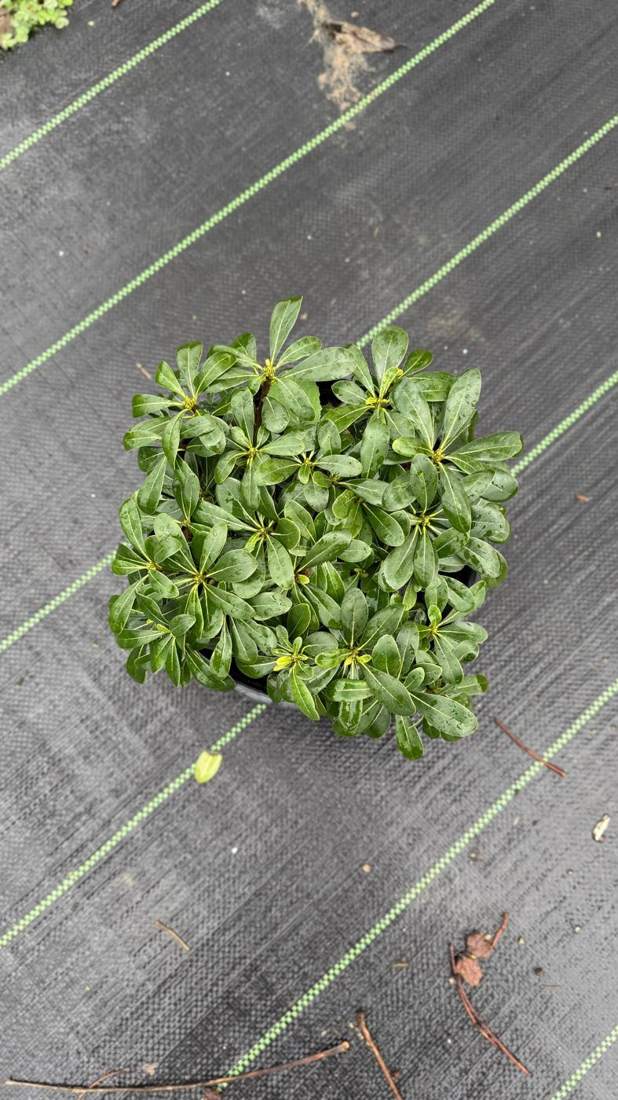 Pittosporum (Japanese Mock Orange) (Pittosporum tobira)