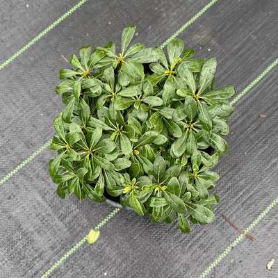 Pittosporum (Japanese Mock Orange) (Pittosporum tobira)