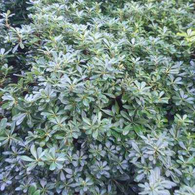 Pittosporum (Japanese Mock Orange) 2