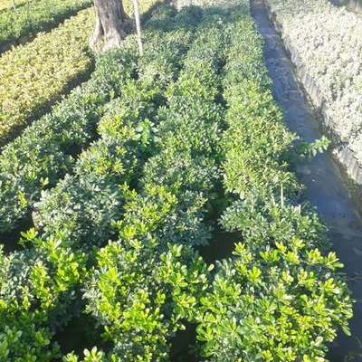 Pittosporum (Japanese Mock Orange) 3