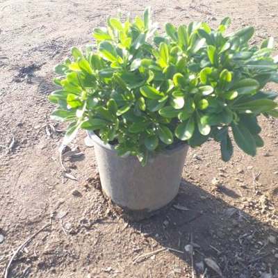 Pittosporum (Japanese Mock Orange) 4