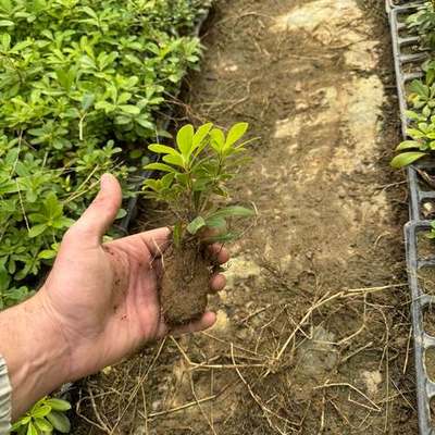 Pittosporum (Japanese Mock Orange) 5