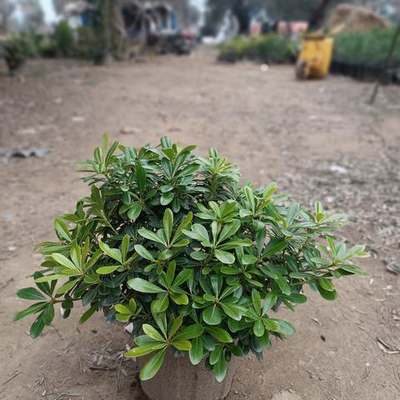 Pittosporum (Japanese Mock Orange) 7