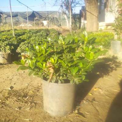 Pittosporum (Japanese Mock Orange) 8