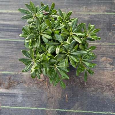 Pittosporum (Japanese Mock Orange) 10