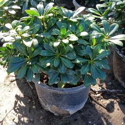 Pittosporum (Japanese Mock Orange) 12