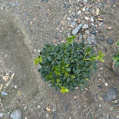 Pittosporum (Japanese Mock Orange) 13