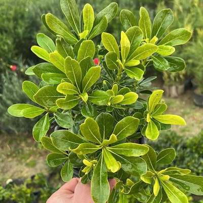 Pittosporum (Japanese Mock Orange) 14
