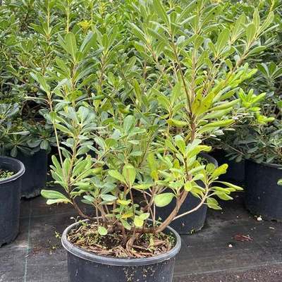 Pittosporum (Japanese Mock Orange) 15