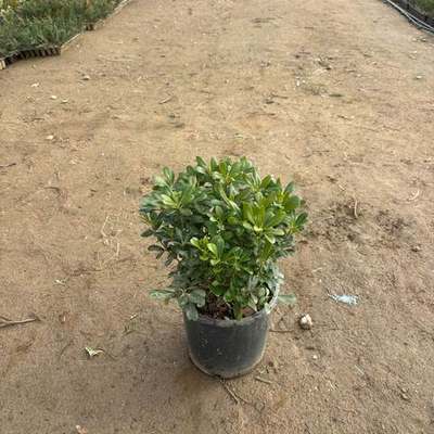 Pittosporum (Japanese Mock Orange) 16