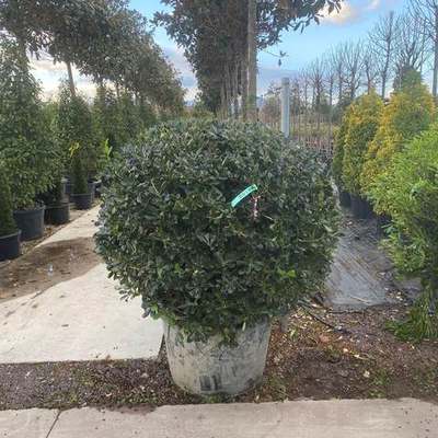 Pittosporum (Japanese Mock Orange) 17