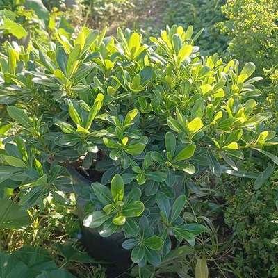 Pittosporum (Japanese Mock Orange) 18