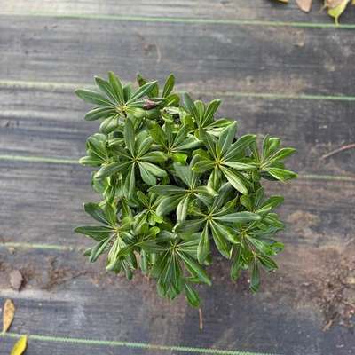 Pittosporum (Japanese Mock Orange) 19