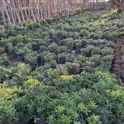 Pittosporum (Japanese Mock Orange) 20