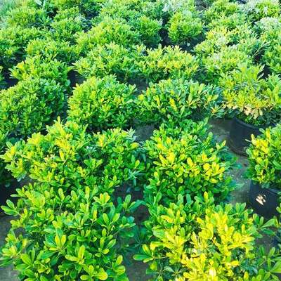 Pittosporum (Japanese Mock Orange) 21