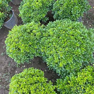 Pittosporum (Japanese Mock Orange) 22