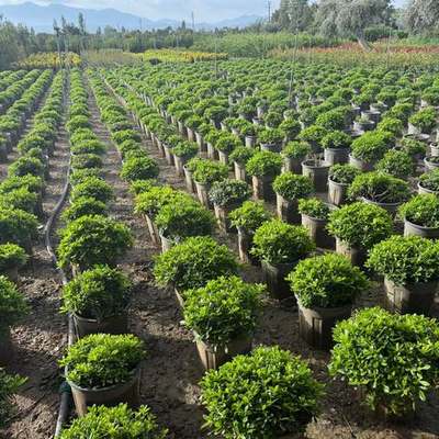 Pittosporum (Japanese Mock Orange) 23