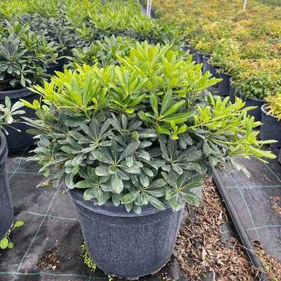 Pittosporum (Japanese Mock Orange) 24