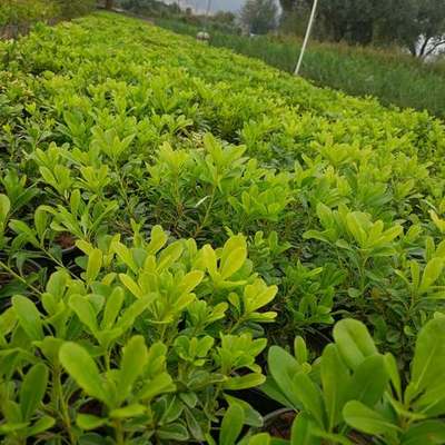Pittosporum (Japanese Mock Orange) 25