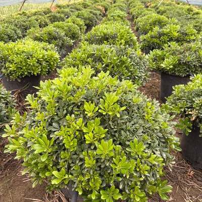 Pittosporum (Japanese Mock Orange) 26