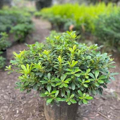 Pittosporum (Japanese Mock Orange) 27