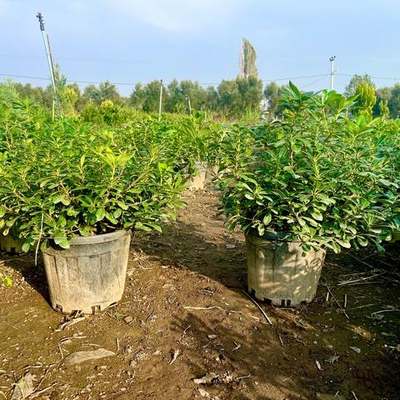 Pittosporum (Japanese Mock Orange) 28