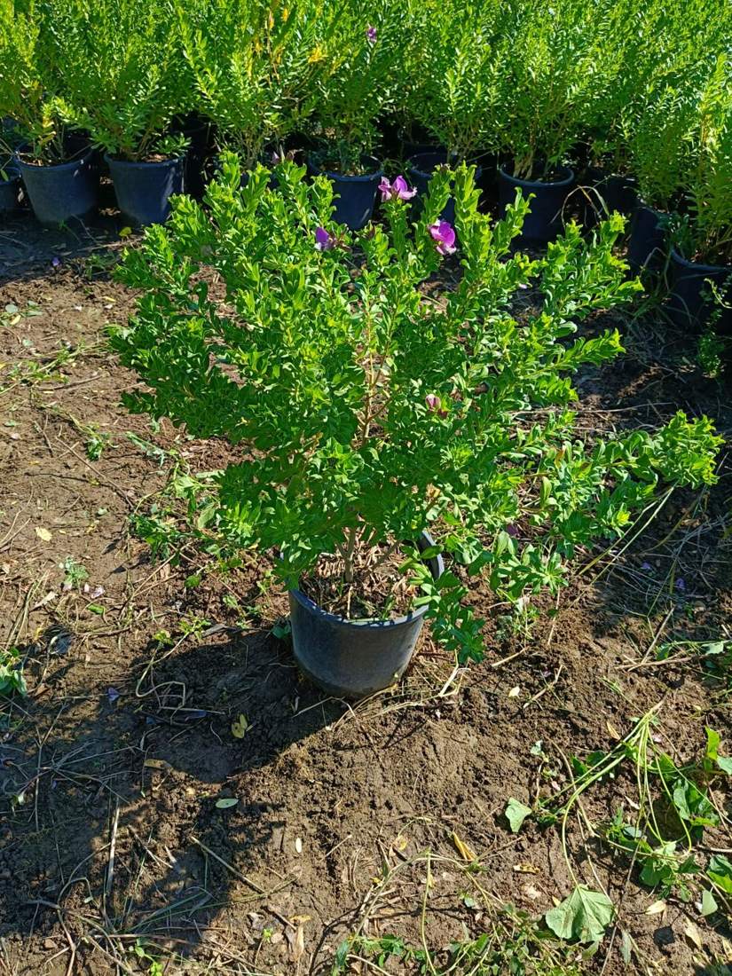 Polygala (Polygala myrtifolia)