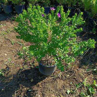 Polygala (Polygala myrtifolia)