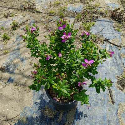 Polygala 3