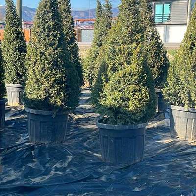 Yew (Taxus baccata)