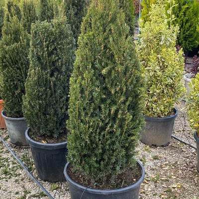 Yew 4