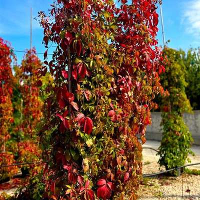 Ivy & Virginia Creeper 5