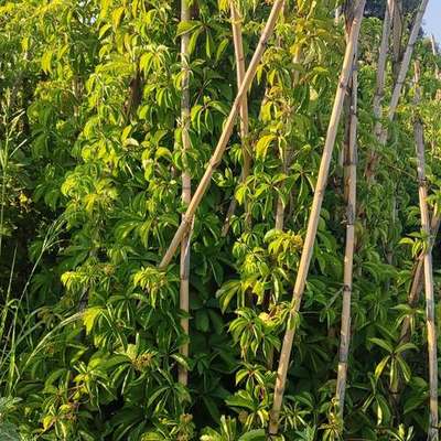 Ivy & Virginia Creeper 9