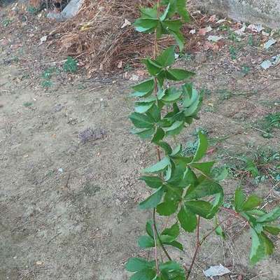 Ivy & Virginia Creeper 13