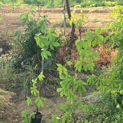 Ivy & Virginia Creeper 18