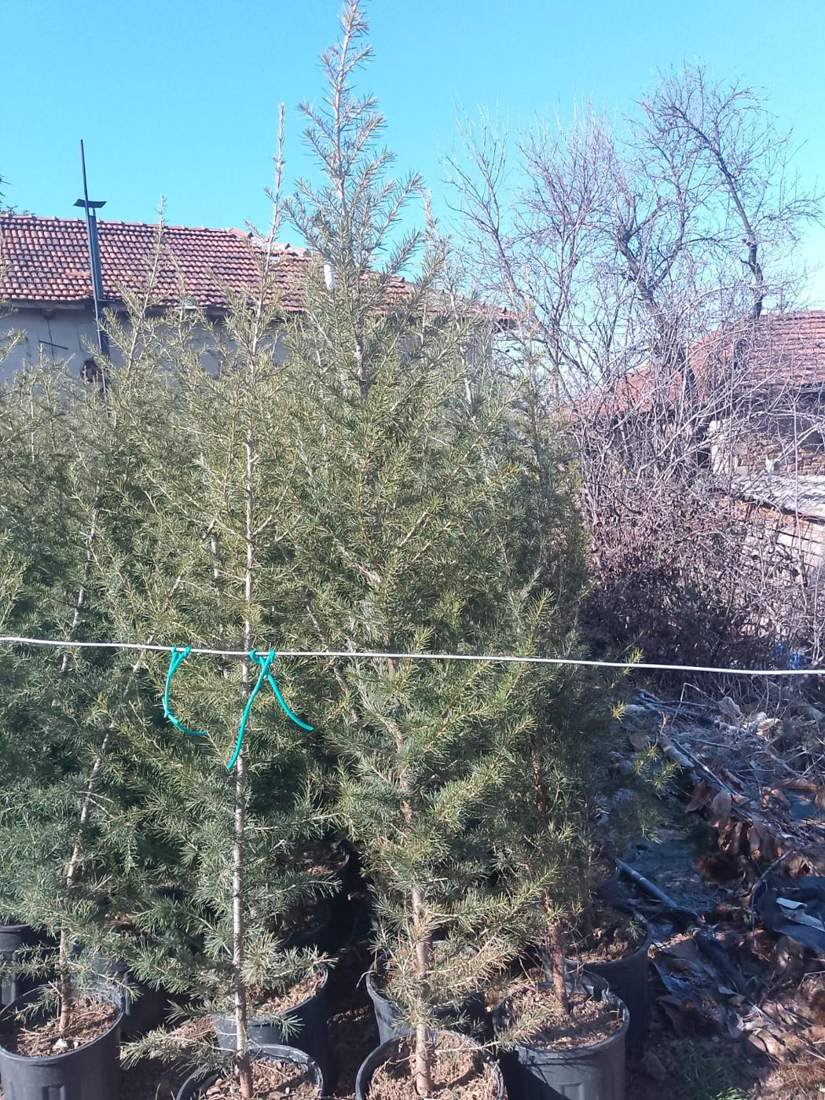 Cedar (Cedrus libani, C. atlantica, C. deodara)