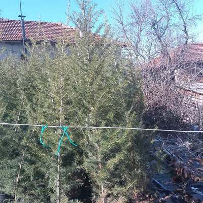 Cedar (Cedrus libani, C. atlantica, C. deodara)