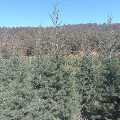 Cedar 2
