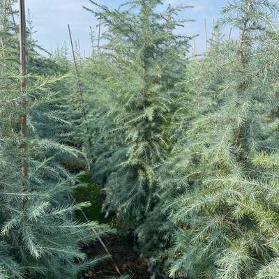 Cedar 3